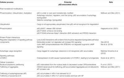 Frontiers | Selective Autophagy Receptor p62/SQSTM1, a Pivotal